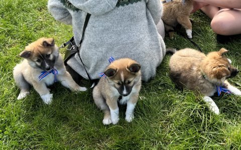 Mark Watson dagurinn